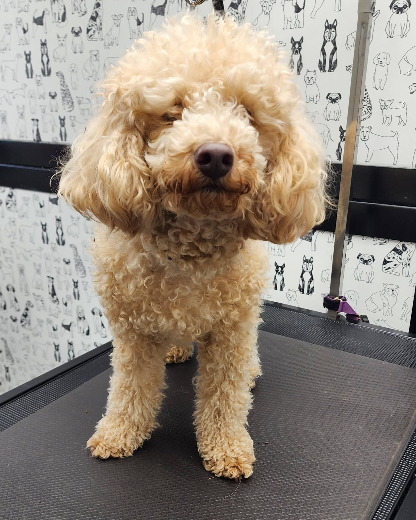 Puppy Grooming & First Groom in Christchurch at Megipaws Dog Grooming