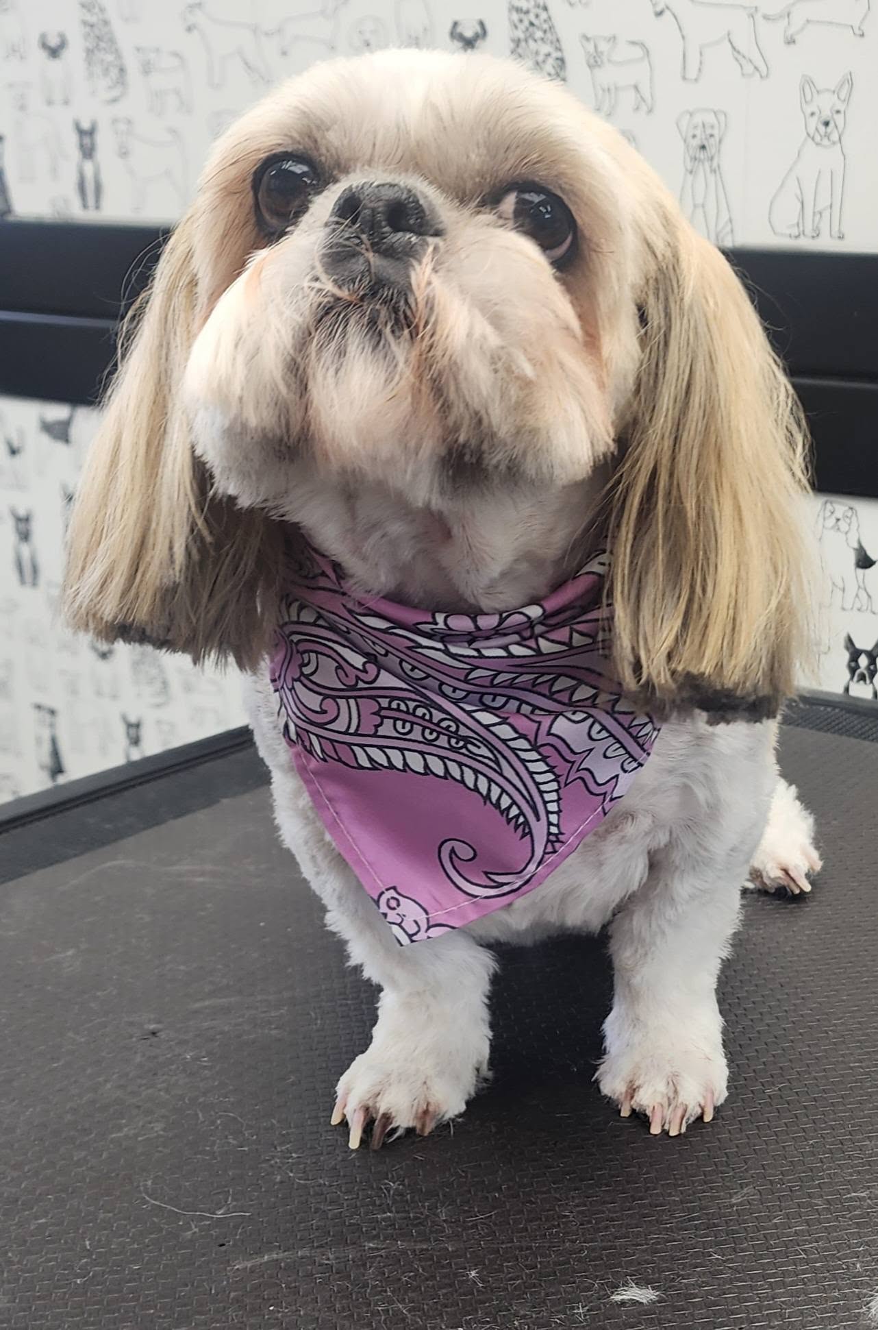 Cream poodle with a scruffy, overgrown coat before its groom