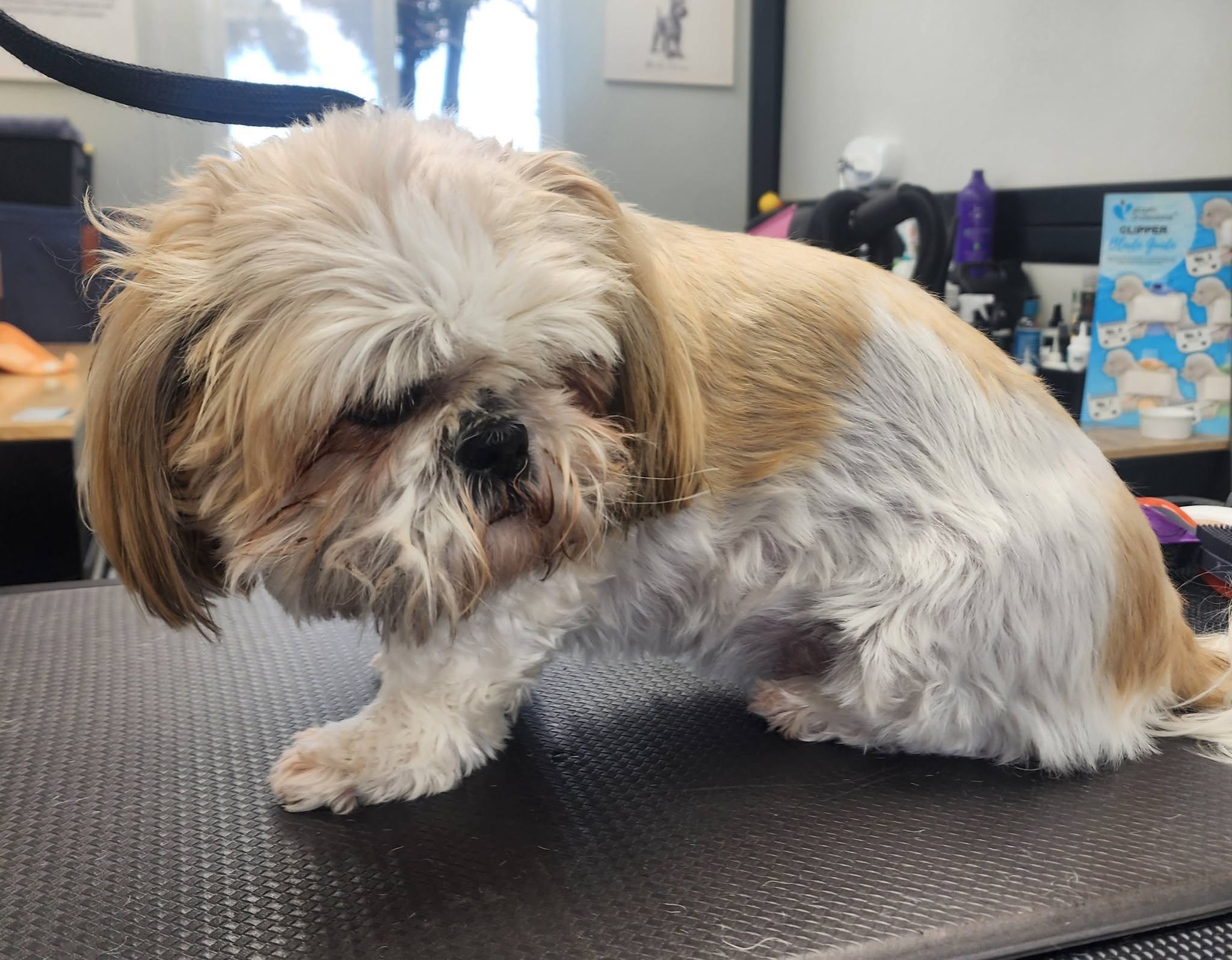Dog De-shedding Treatments in Christchurch at Megipaws Dog Grooming