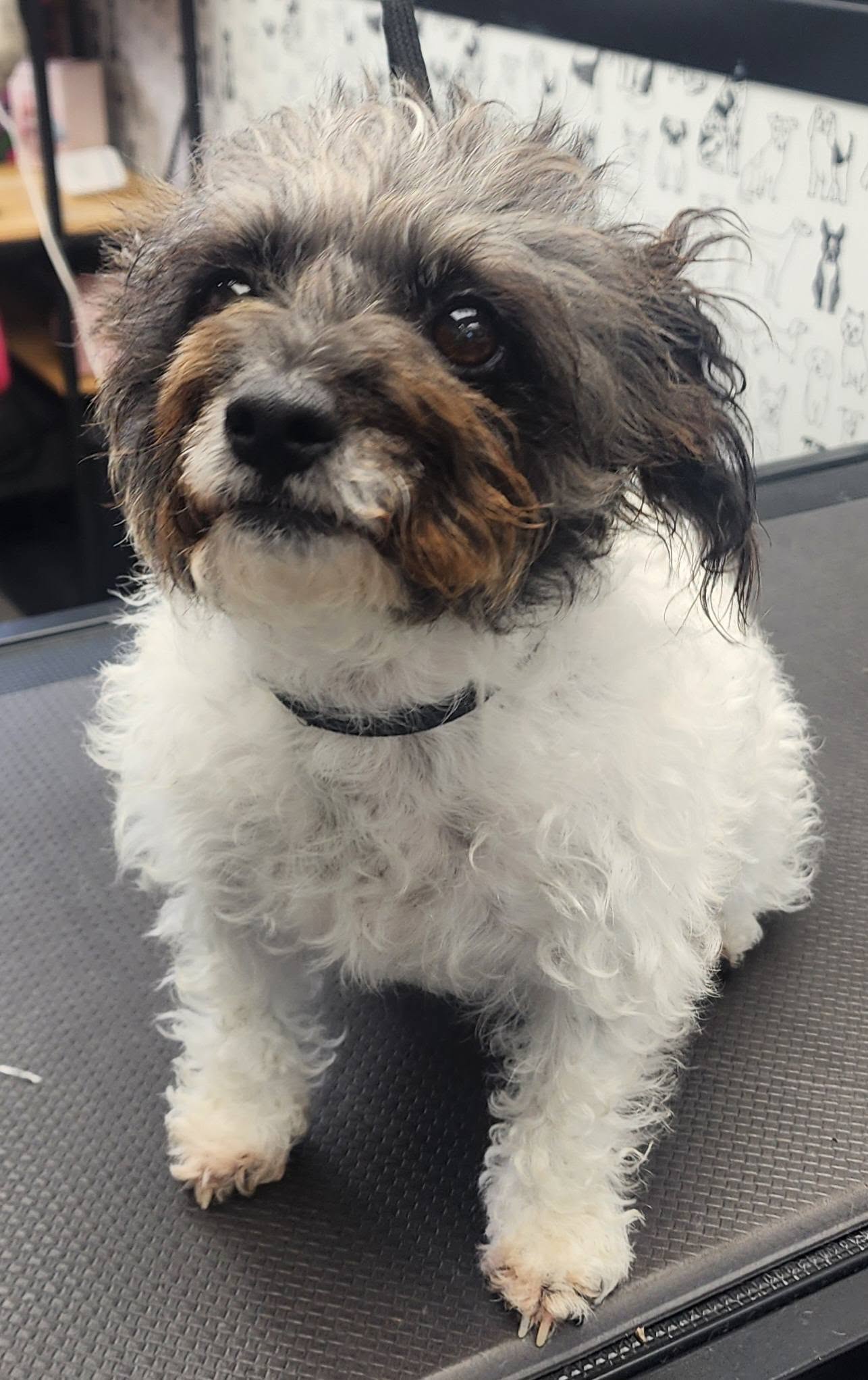 Dog Bath, Blow Dry & Tidy in Parklands, Christchurch at Megipaws Dog Grooming