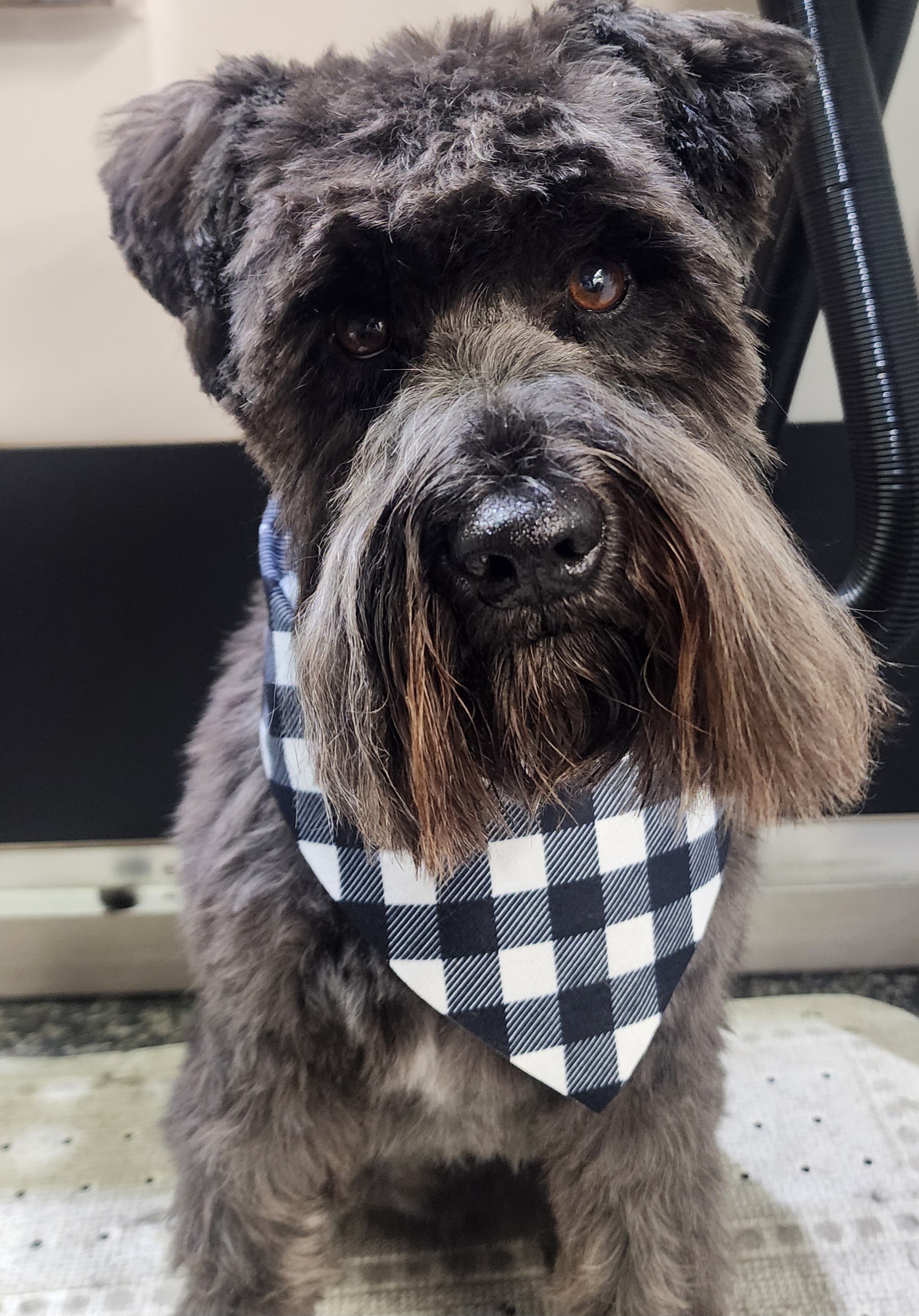 Breed-Specific Dog Grooming in Christchurch at Megipaws Dog Grooming