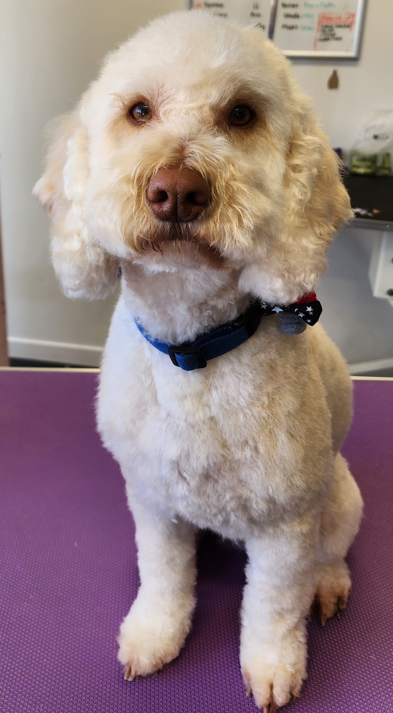 Dog Nail Trimming & Paw Care in Christchurch at Megipaws Dog Grooming