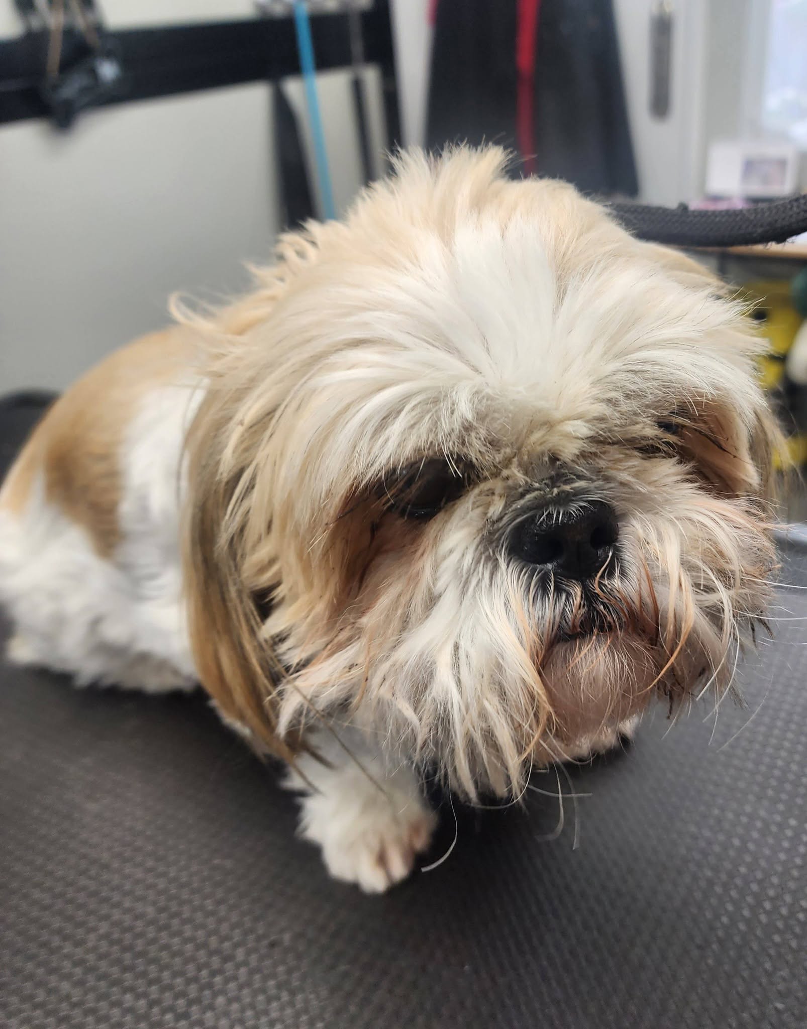 Megipaws Dog Grooming team