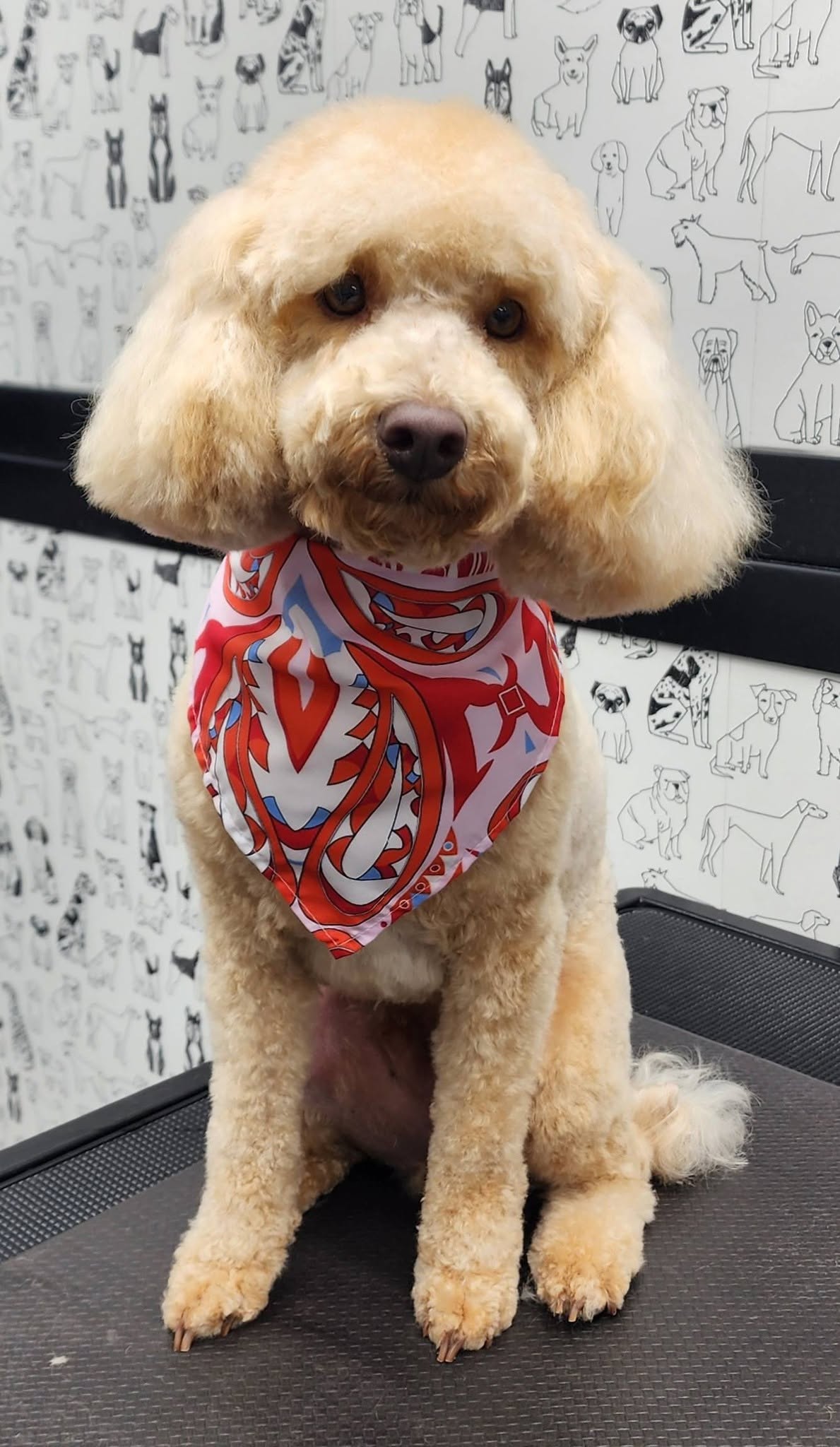 Megipaws Dog Grooming 